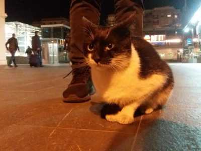 Sono affettuosi ma pure furbi: se qualcuno � seduto su una panchina a mangiare un panino, Batman si avvicina per scroccarne sempre un pezzo